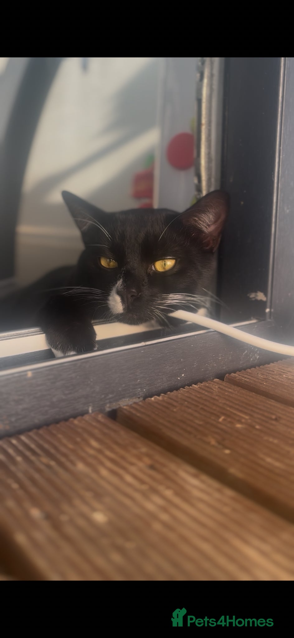Domestic Shorthair cats for sale: Rehoming my 1 year old male  - Advert 2