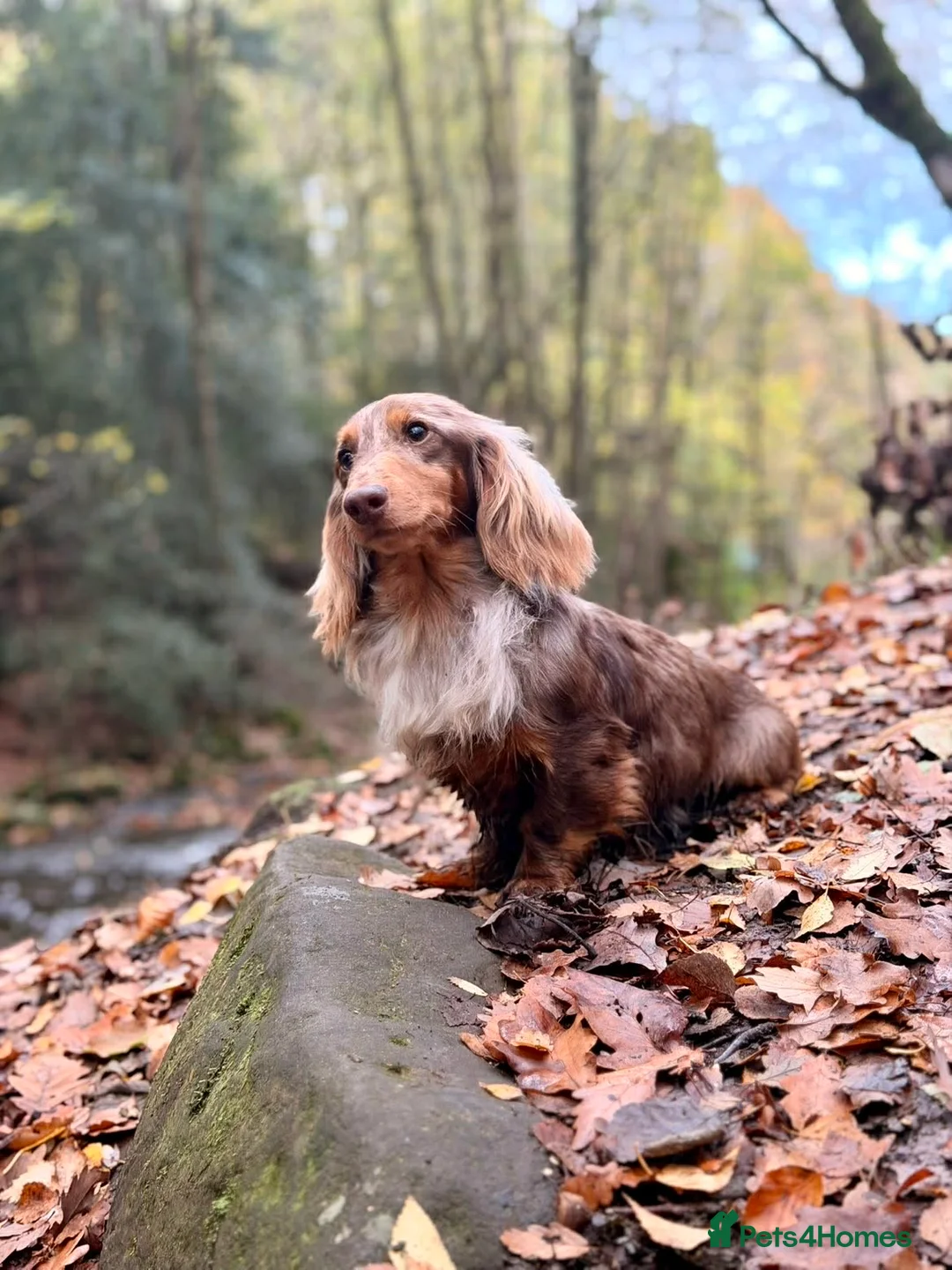 Miniature Dachshund dogs for sale: Long haired dachshund puppies  - Advert 23