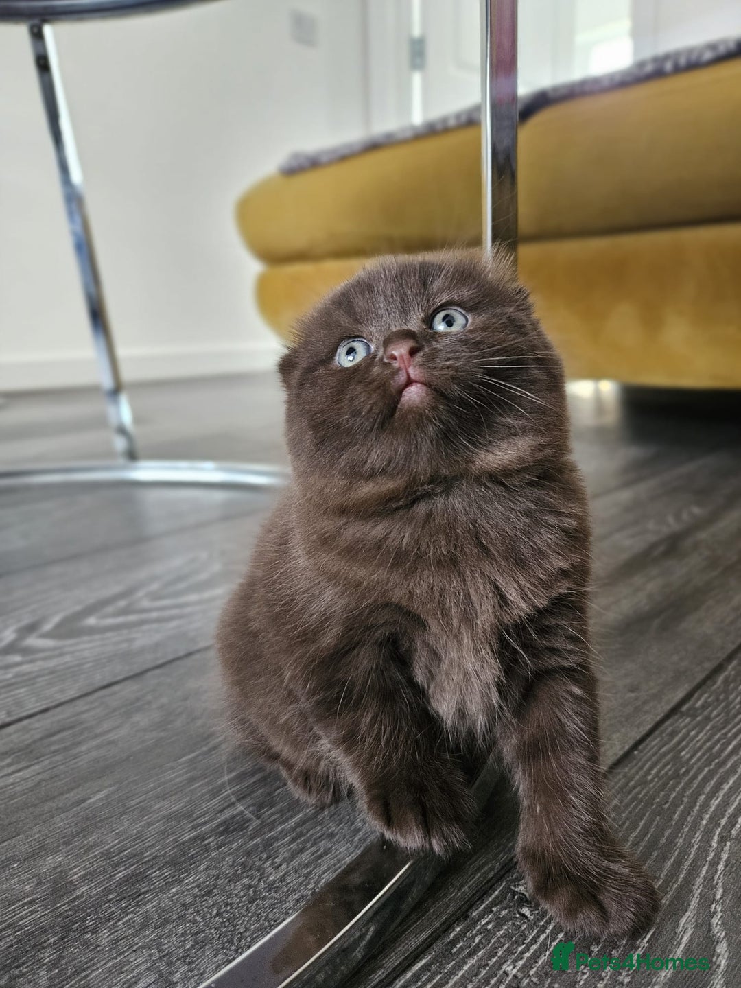 Scottish Fold cats for sale: SF 2 males available  - Image 6