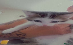 Domestic Shorthair cats for sale: Snowflake  - Image 7