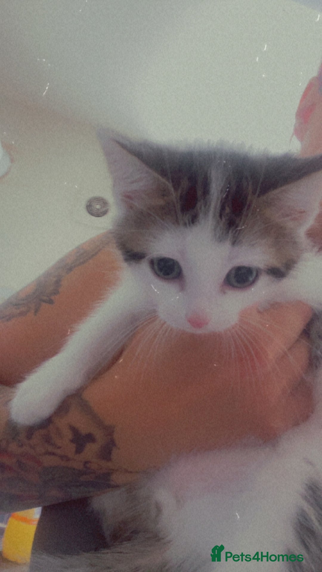 Domestic Shorthair cats for sale: Snowflake  - Image 7