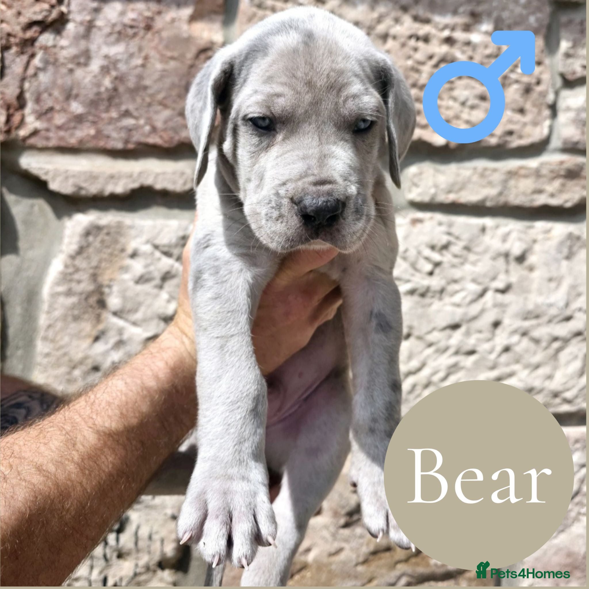Mixed Breed dogs GreatDane x CaneCorso Pups-Exceptional Temperament - Advert 1