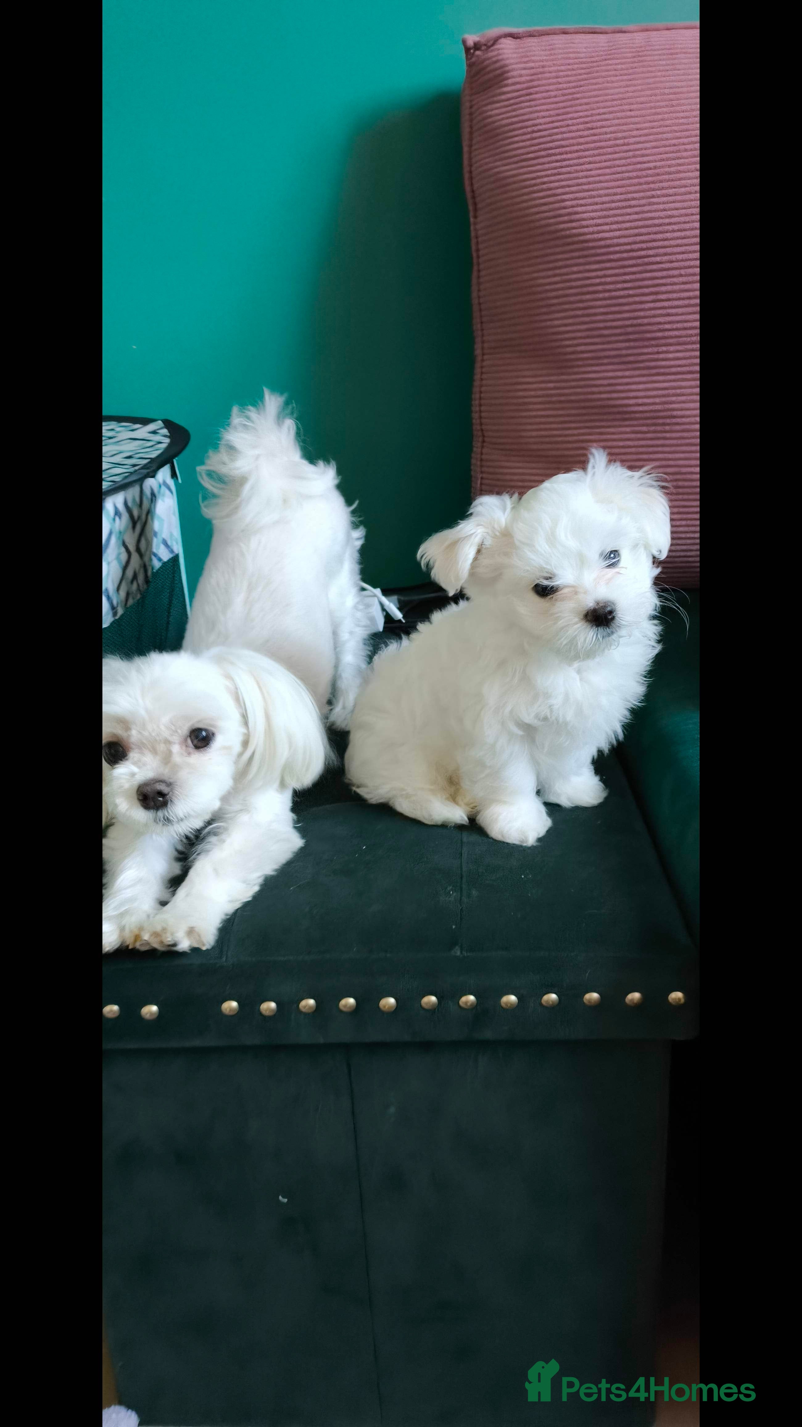 Maltese dogs Maltese korean line  - Advert 1