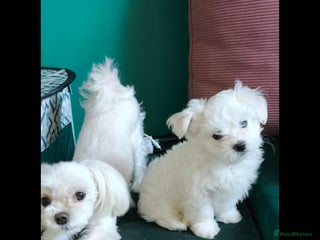 Maltese dogs Maltese korean line - Advert 2