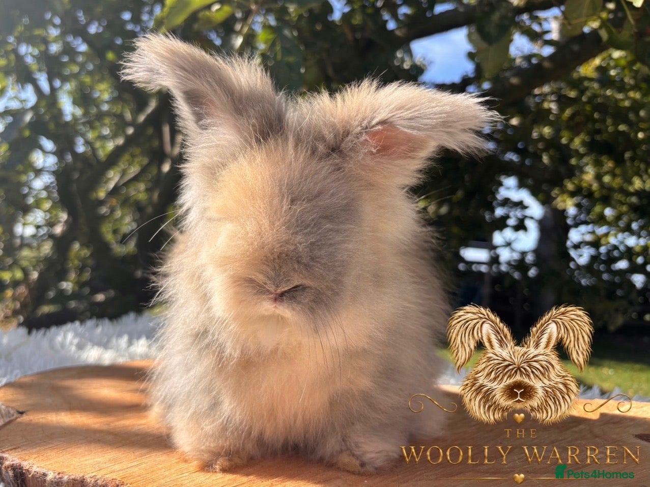 Angora rabbits Fully Vaccinated Pedigree English Angoras  - Advert 2