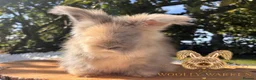 Angora rabbits for sale: Fully Vaccinated Pedigree English Angoras  - Advert 2