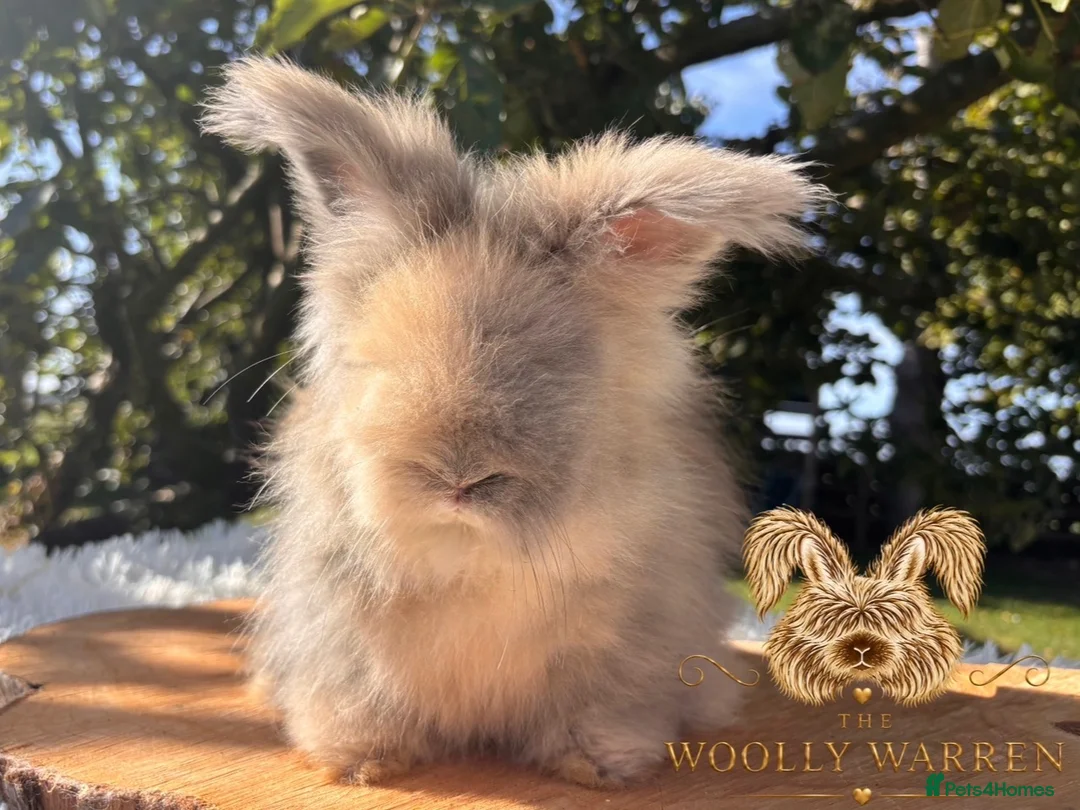 Angora rabbits for sale: Fully Vaccinated Pedigree English Angoras  - Advert 2