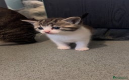 Domestic Shorthair cats for sale: 4 DSH kittens for sale - Image 8