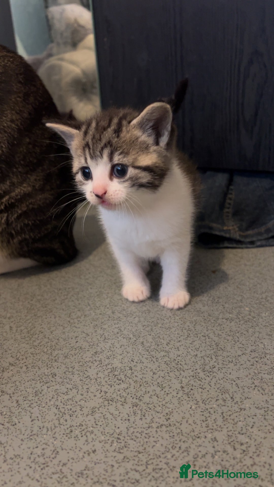 Domestic Shorthair cats for sale: 4 DSH kittens for sale - Image 8