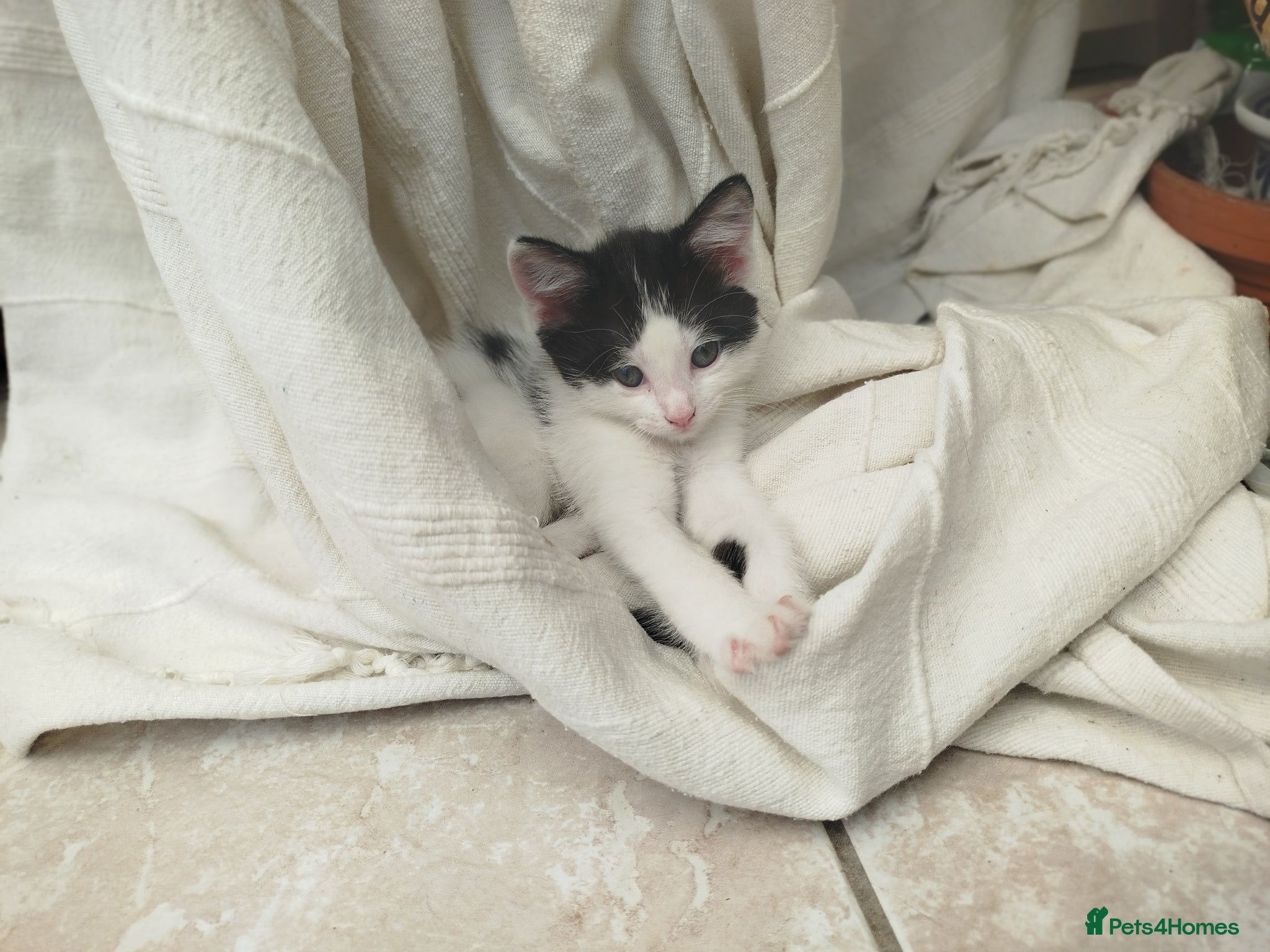 British Shorthair cats Male kitten ready to home,  cute & very sweet  - Advert 11