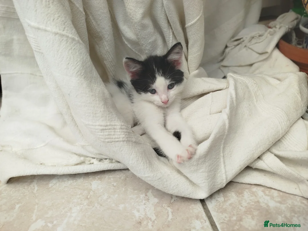 British Shorthair cats for sale: Male kitten ready to home,  cute & very sweet  - Advert 1