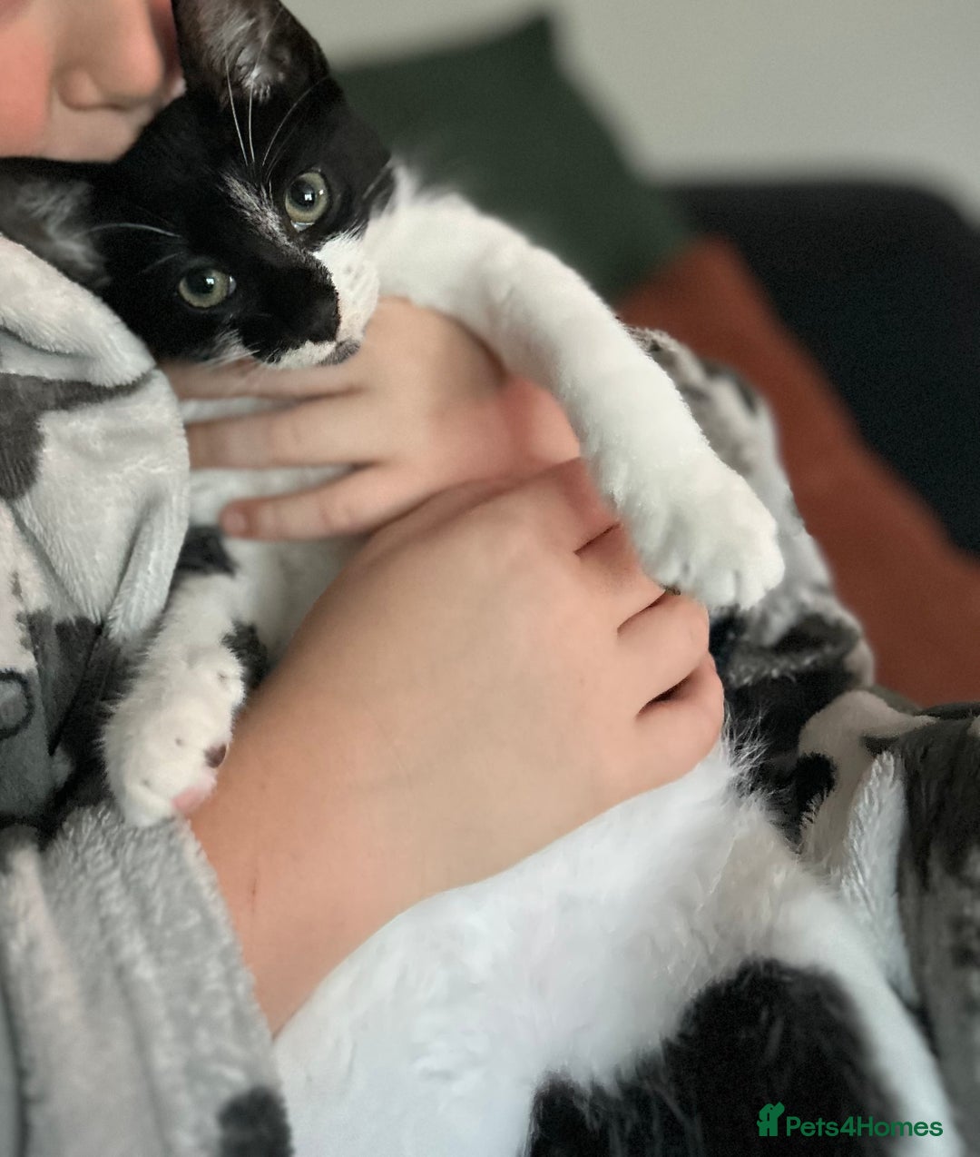 Domestic Shorthair cats for sale: Ivan  - Image 4