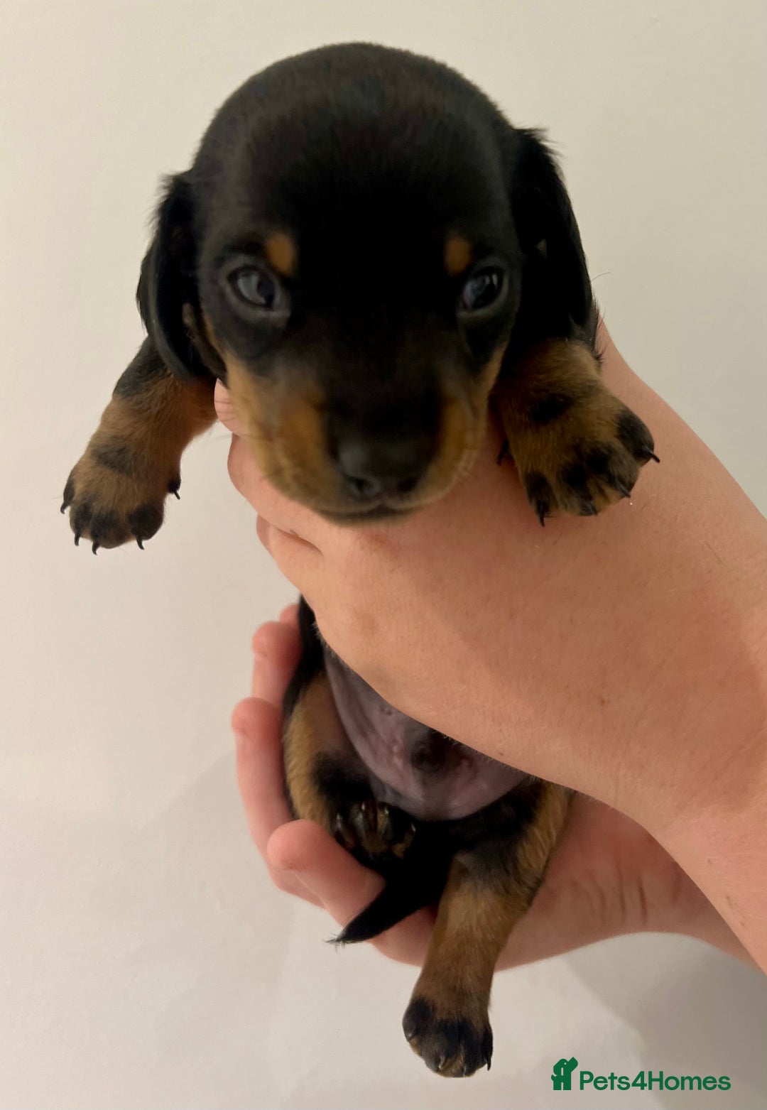 Miniature Dachshund dogs for sale: Miniature Dachshund Puppy Black & Tan Boy - Image 4