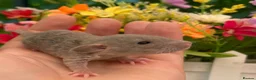Rat rodents for sale: Absolutely gorgeous & friendly baby rats! - Advert 5