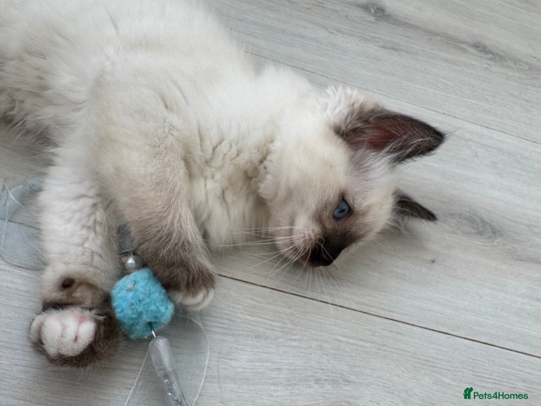 Ragdoll cats for sale: Purebred Ragdoll  - Image 6