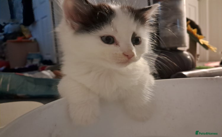 Mixed Breed cats - Advert 3