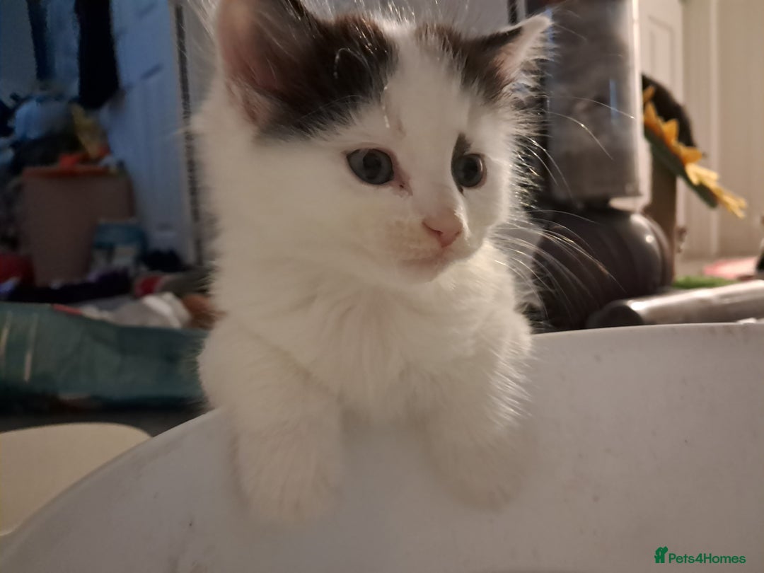 Mixed Breed cats for sale: 4 kittens for sale - Image 1