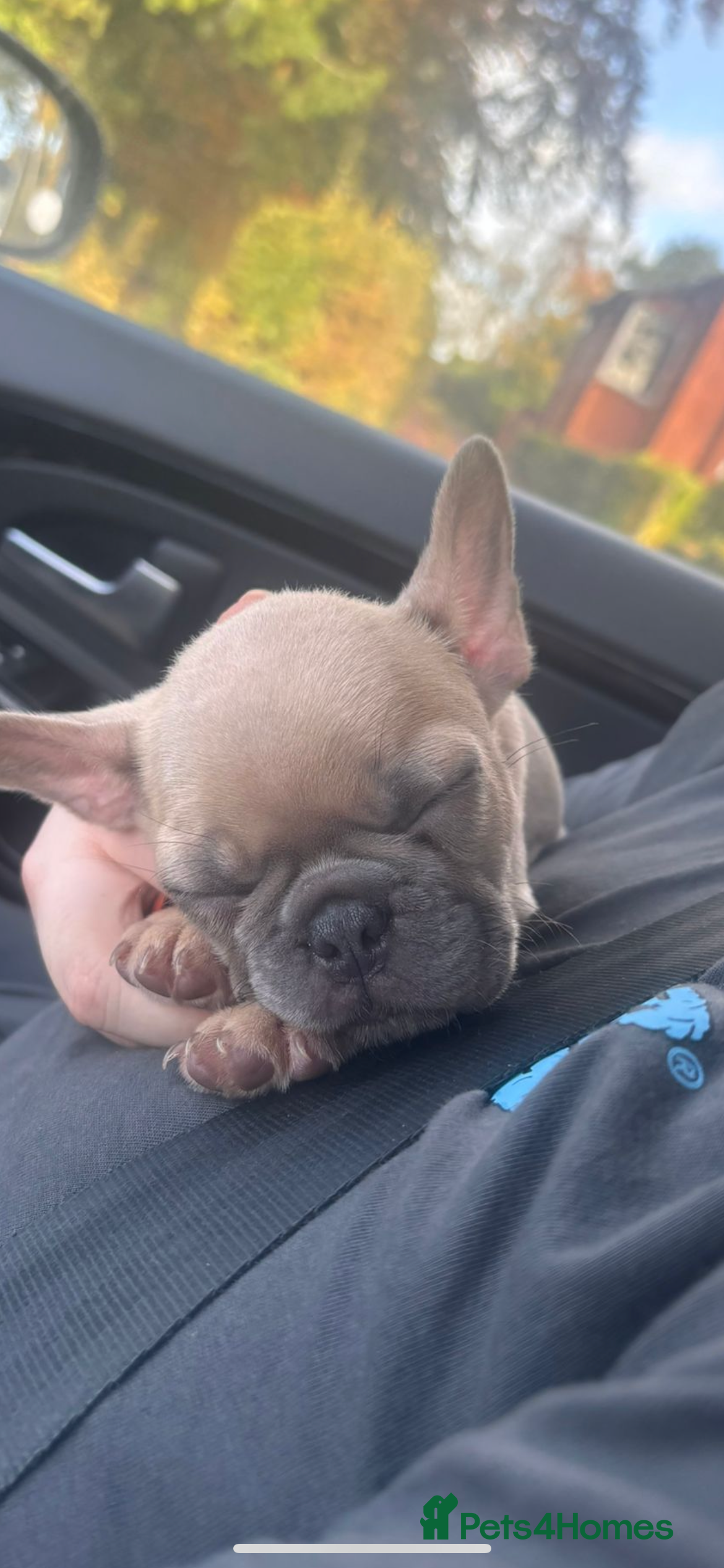 French Bulldog dogs 7 week old French bulldog puppies Nothern Ireland  - Advert 17