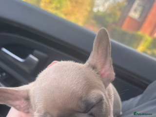 French Bulldog dogs - Advert 1