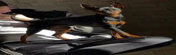 Miniature Pinscher dogs for stud: Handsome KC Miniature Pinscher for stud  - Advert 5