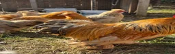 Chickens poultry for sale: Chickens for sale in Bicester - Advert 4