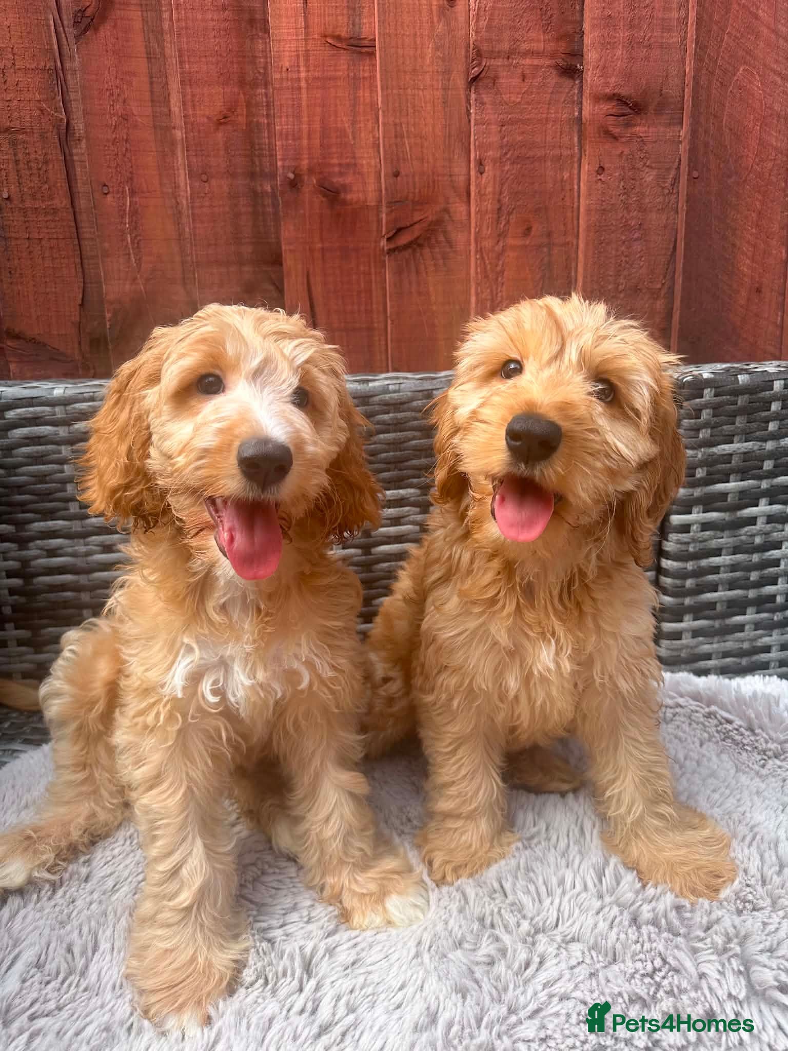 Australian Labradoodle dogs Australian Labradoodle-Medium-sized  - Advert 13