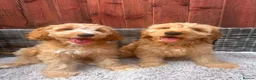 Australian Labradoodle dogs for sale: Australian Labradoodle-Medium-sized  - Advert 6