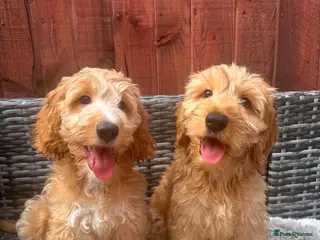 Australian Labradoodle dogs Australian Labradoodle-Medium-sized - Advert 13