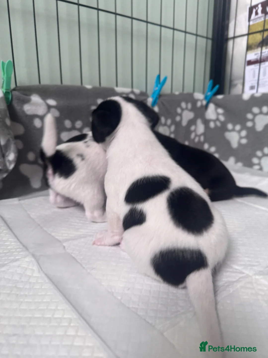 Jack Russell dogs for sale: Jack Russell pups broken/rough coated - Advert 10