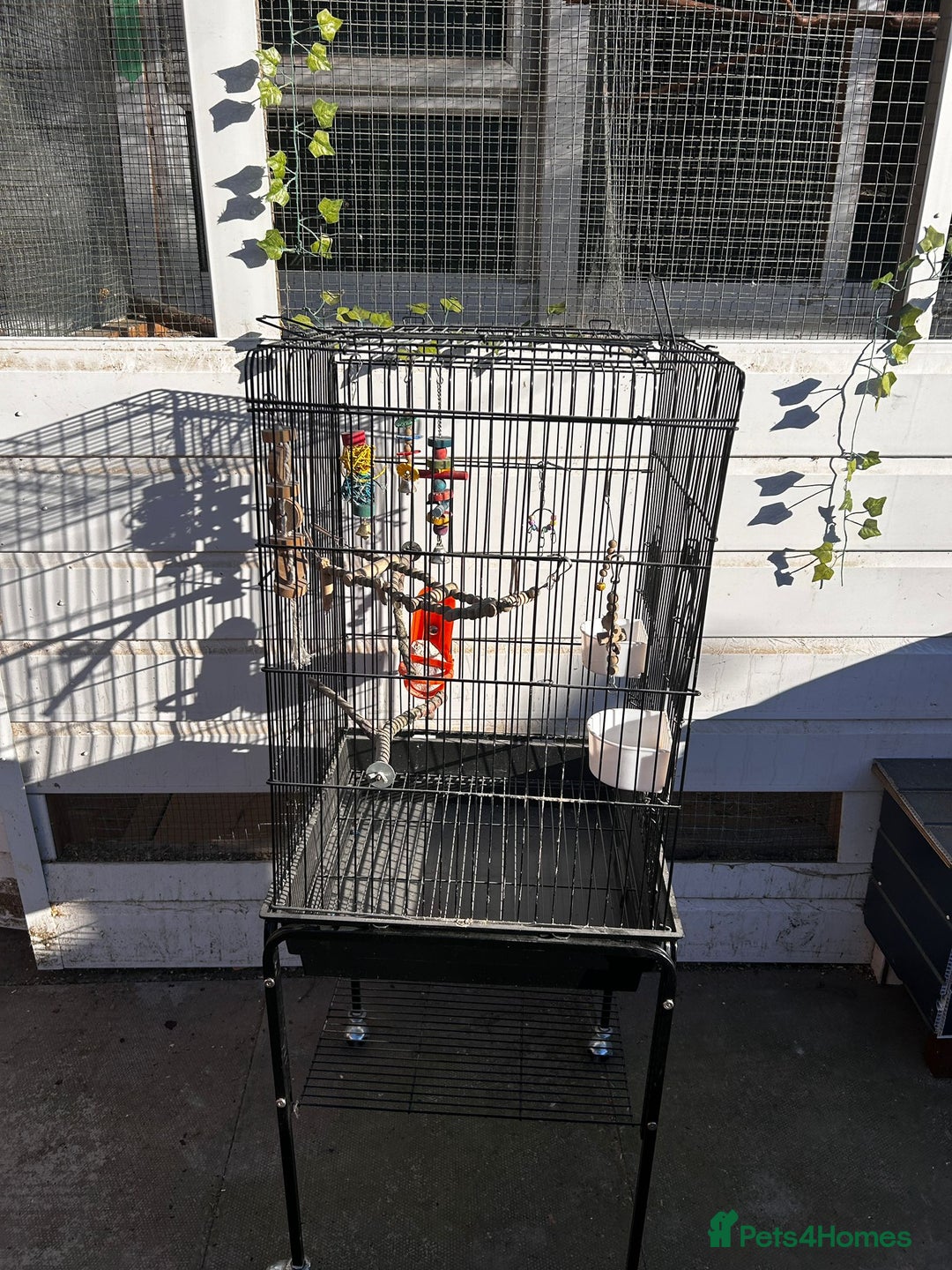 Budgerigars birds for sale: Parakeets  - Advert 6