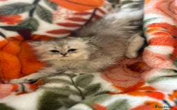 Scottish Fold cats for sale: Now Taking Reservations Scottish Straight  - Image 24