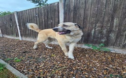 Mixed Breed dogs for sale: Gentle giant, only 5 stars home - Image 7