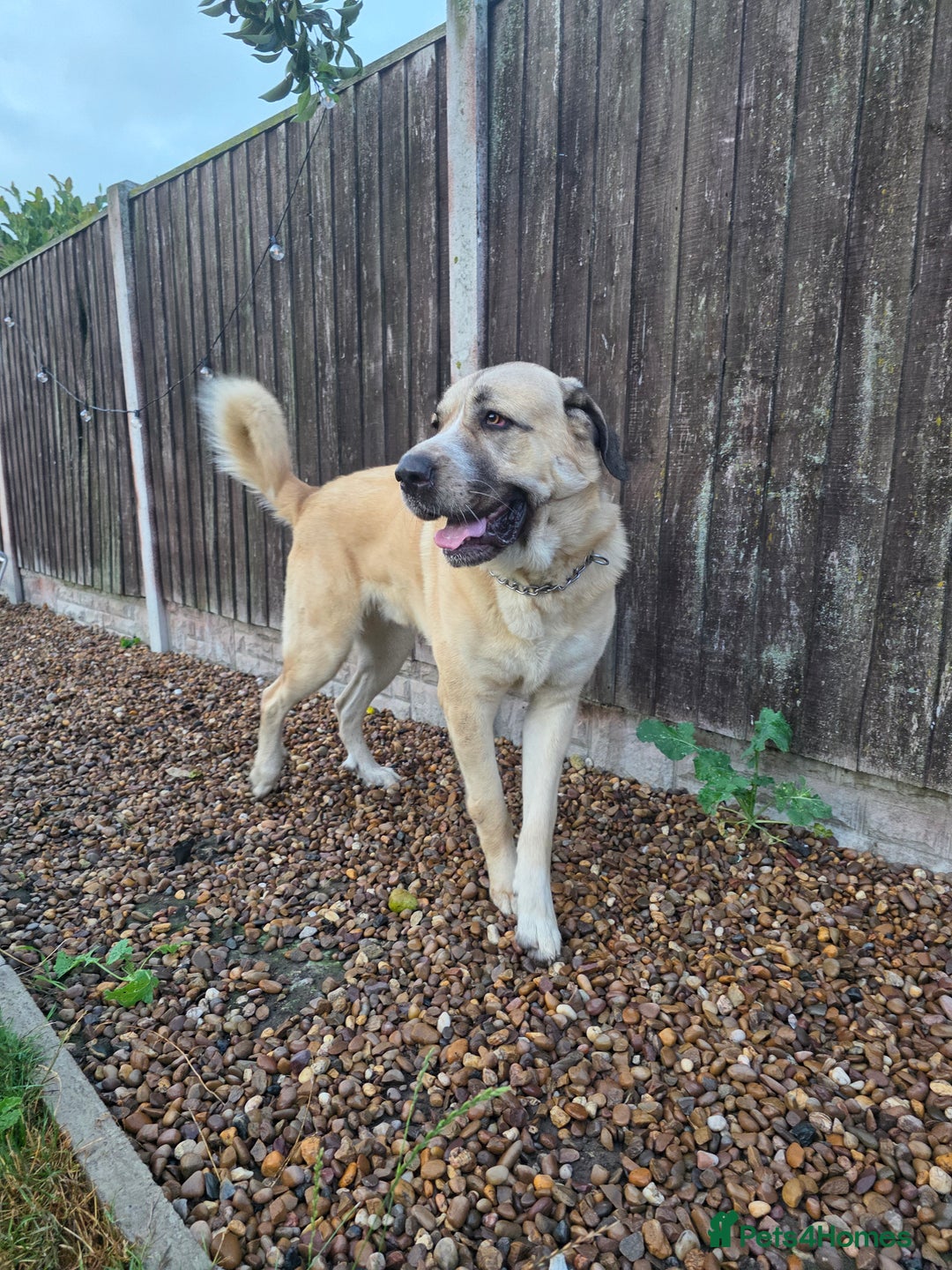 Mixed Breed dogs for sale: Gentle giant, only 5 stars home - Image 7