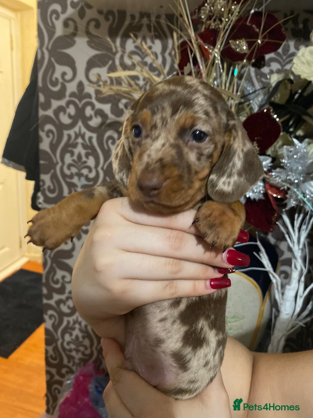 Dachshund dogs for sale: Gorgeous Dachshunds available  - Advert 7