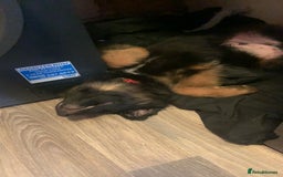 German Shepherd dogs for sale: Male German shepherd  - Image 3