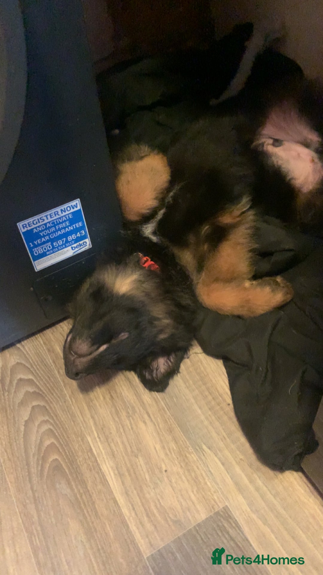 German Shepherd dogs for sale: Male German shepherd  - Image 3