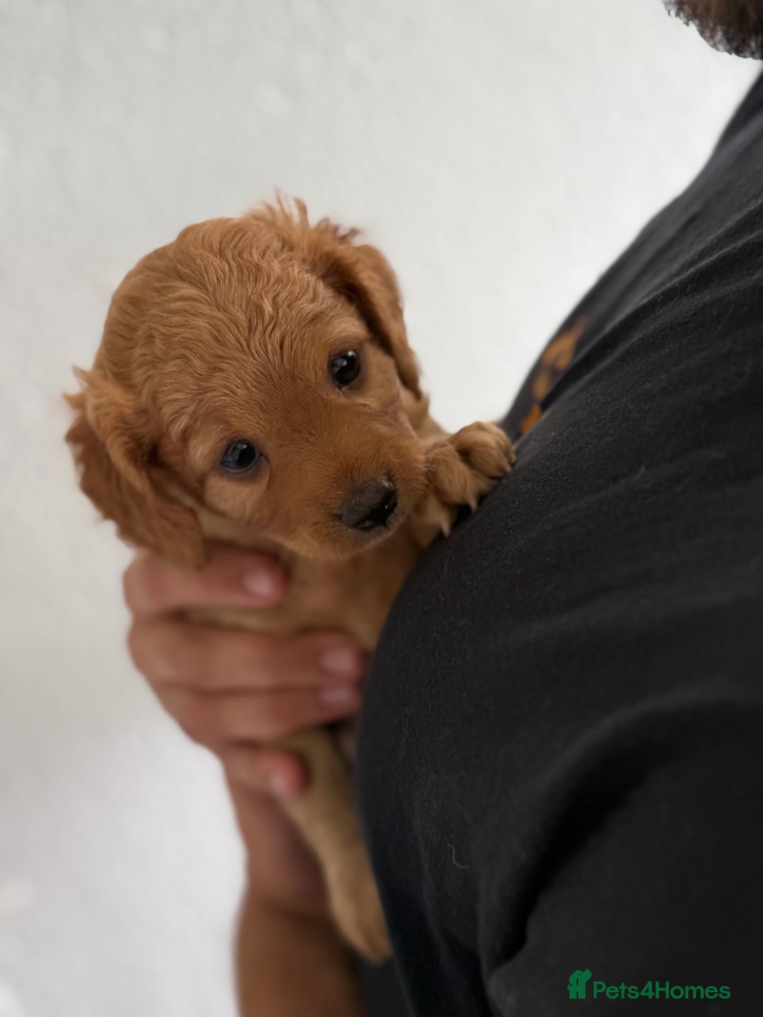 Cavapoo dogs for sale: 6 Beautiful Toy Cavapoo Girls  - Image 17