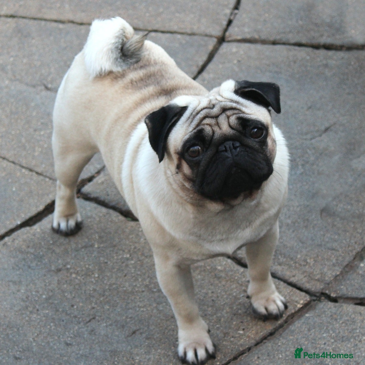 Pug dogs For Stud BOAS tested Marbelton bloodlines in Llanelli - Advert 2