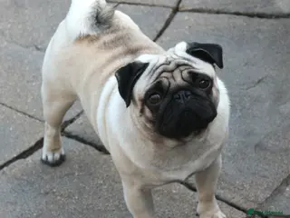 Pug dogs For Stud BOAS tested Marbelton bloodlines - Advert 14
