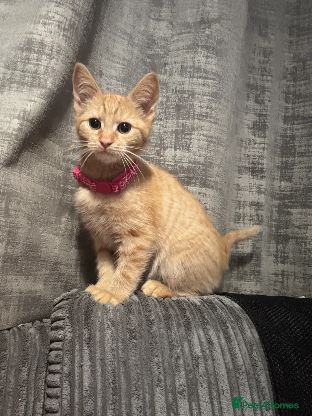 British Shorthair cats for sale: 3 kittens for sale - Advert 11