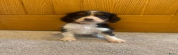Cavalier King Charles Spaniel dogs for sale: Health tested cavalier King Charles  - Advert 6