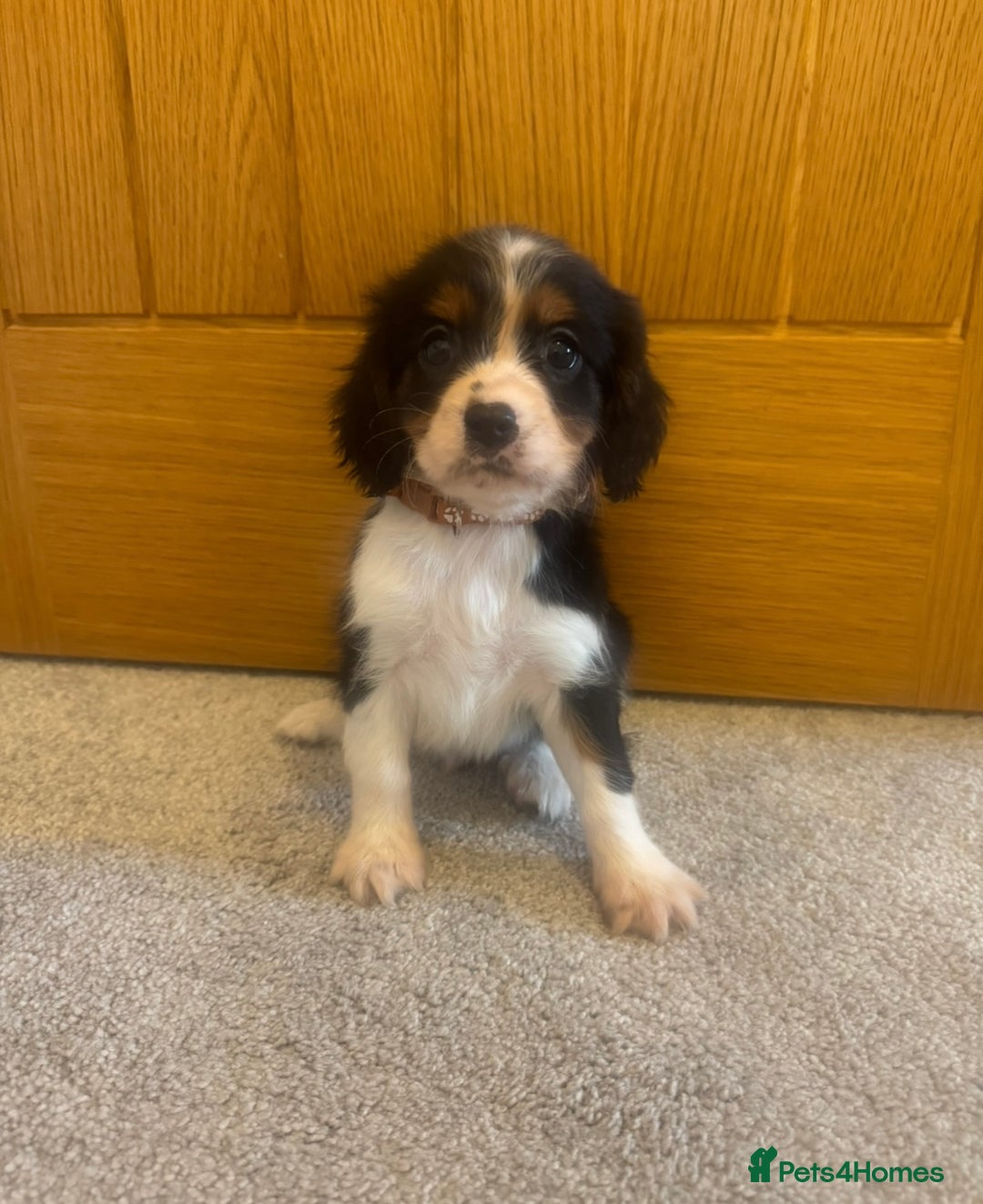 Cavalier King Charles Spaniel dogs for sale: Health tested cavalier King Charles  - Advert 6