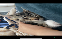 Domestic Shorthair cats for sale: Beautiful Kitten— Nova - Image 2