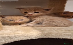 British Shorthair cats for sale: Beautiful Cream & Ginger Kittens  - Image 5