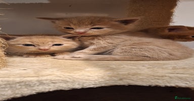 British Shorthair cats - Advert 4