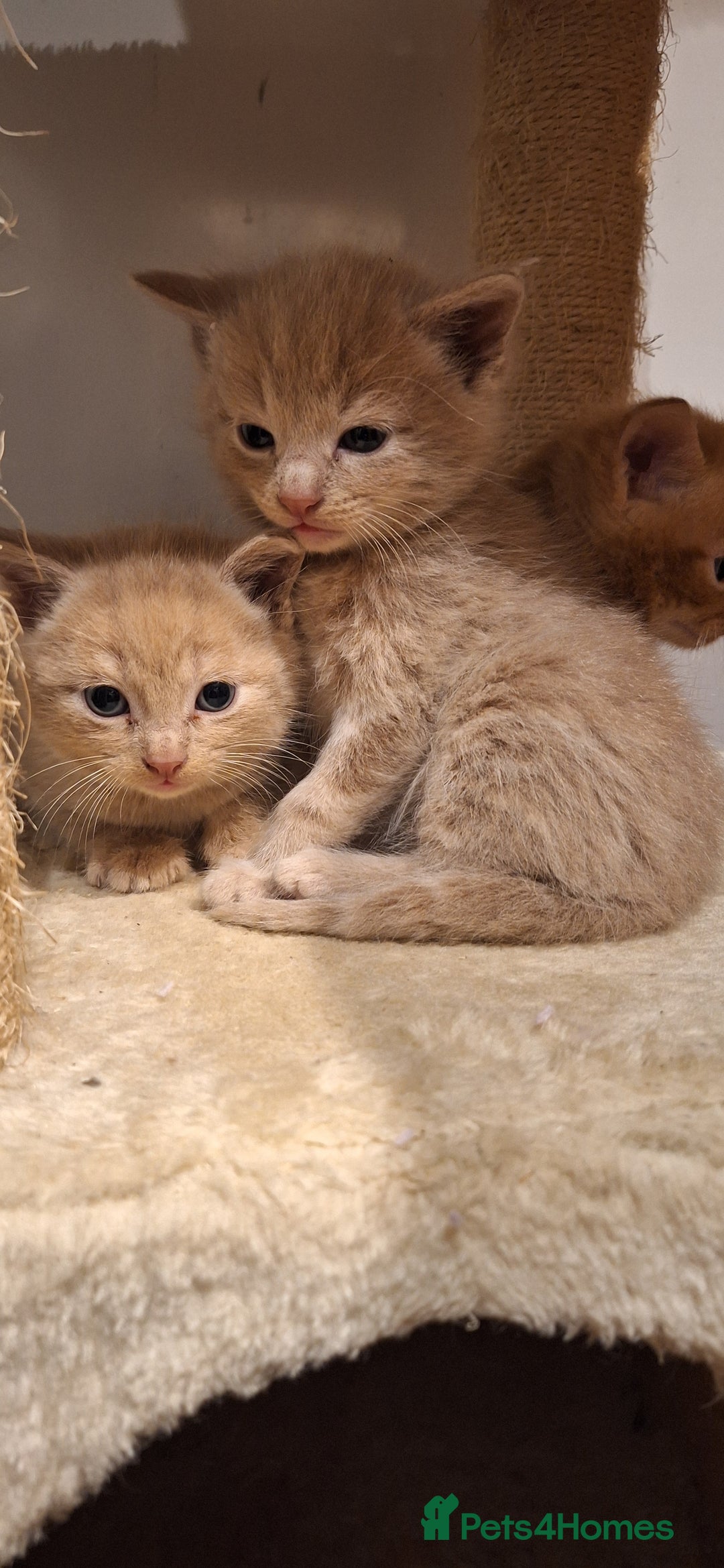 British Shorthair cats for sale: Beautiful Cream & Ginger Kittens  - Image 5