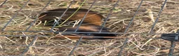 Guinea Pig rodents for sale: Adult female guinea pigs - Advert 4