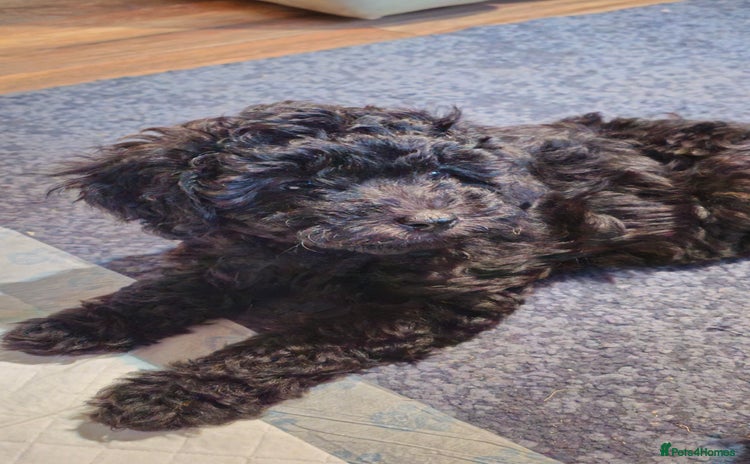 Cavapoo dogs - Advert 1