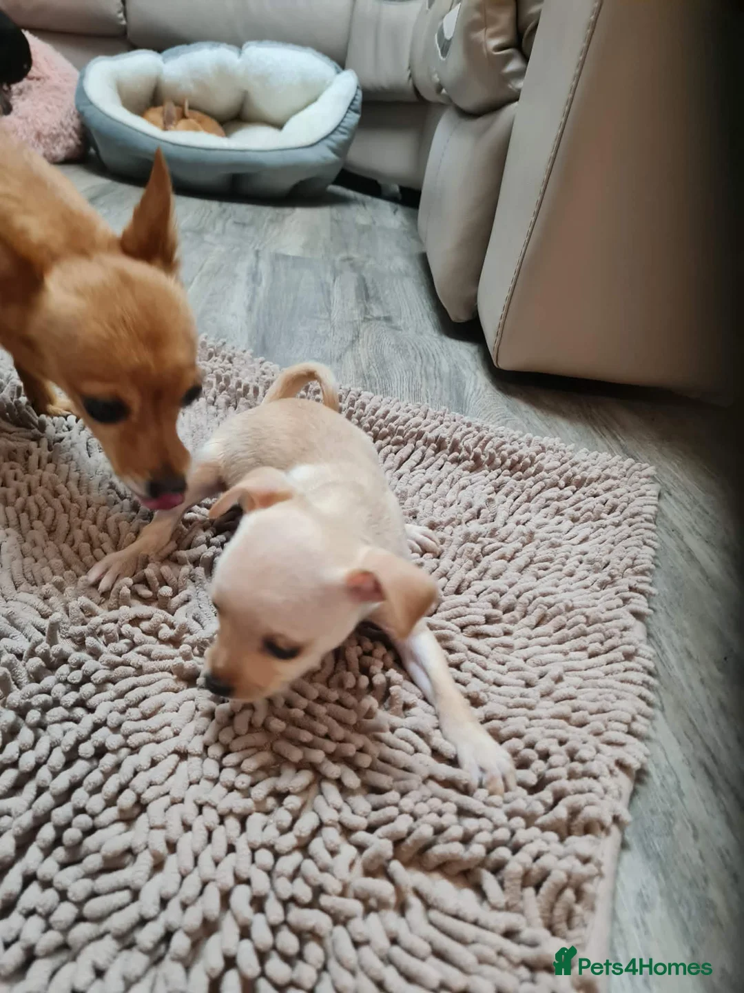 Mixed Breed dogs for sale: Beautiful chihuahua mix puppies - Advert 14
