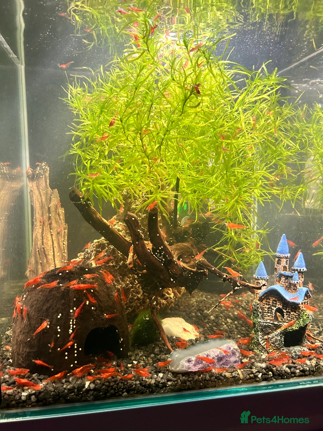 Shrimps fish for sale: Juvenile Red Cherry Shrimp 🦐  - Image 4